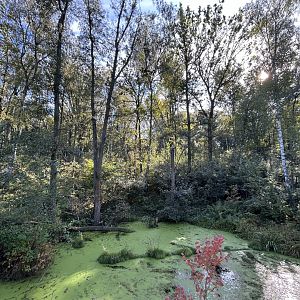 Asiatic Black Bear & Hanuman Langur Exhibit - Chitwan