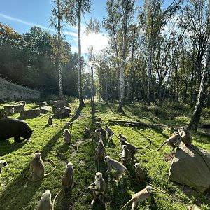 Asiatic Black Bear & Hanuman Langur Exhibit - Chitwan