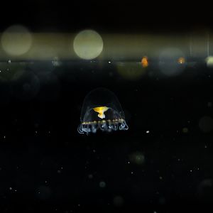 Proboscidactyla flavicirrata