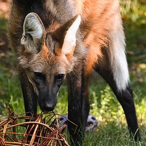 Maned wolf