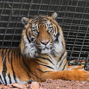 Jaya- Sumantran Tiger 09/25