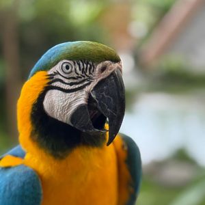 Blue-and-yellow Macaw (Ara ararauna)