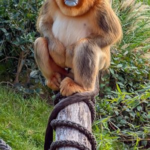 Golden Snub-nosed Monkey