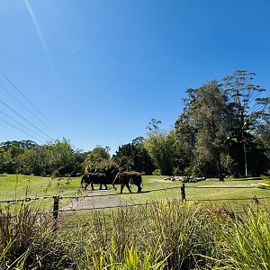 Sumatran elephant enclosure
