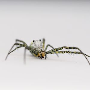 Moluccan Dome Spider