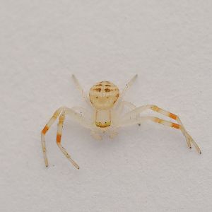 crab spider, Mastira sp.