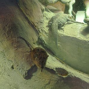 Round-eared elephant shrew (Macroscelides proboscideus) and Eyed dabb lizard (Uromastyx ocellata), 2025-04-12