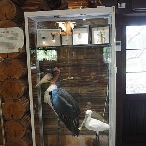 Display case with marabou and Eurasian spoonbill taxidermies and dried insect and reptile specimens, 2025-04-12