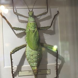 Huge dry-preserved specimen of a Malayan wood nymph (Heteropteryx dilatata), 2025-04-12