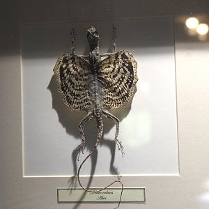 Dry-preserved specimen of a Common flying dragon (Draco volans), 2025-04-12
