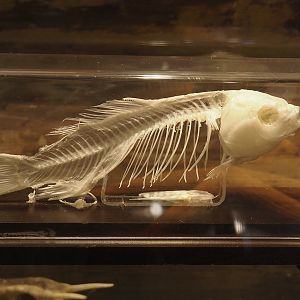 Carp skeleton, 2025-04-12