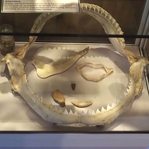 Shark jaws and some other jaws and teeth, 2025-04-12