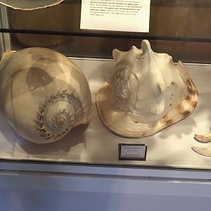 Giant shells, 2025-04-12