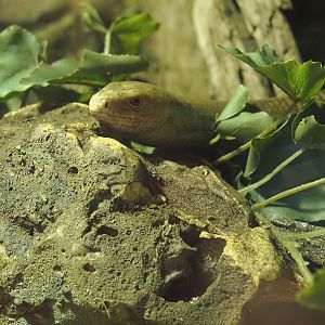 European legless lizard or Sheltopusik (Pseudopus apodus), 2025-04-12