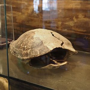 Pond slider shell (Trachemys scripta, 2025-04-12