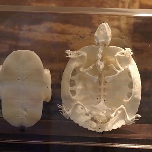 Turtle skeleton (Possibly pond sider, Trachemys scripta), 2025-04-12