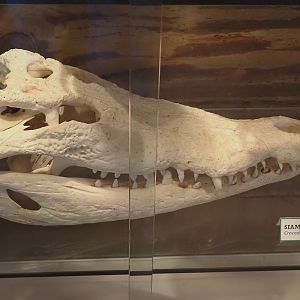 Siamese crocodile (Crocodylus siamensis) skull, 2025-04-12