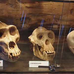 Gorilla, chimpanzee and human skulls, 2025-04-12