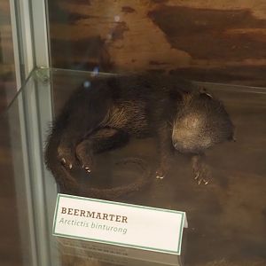 Binturong (Arctictis binturong) pup taxidermy, 2025-04-12