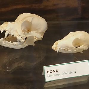 Domestic dog (Canis familiaris) skulls, 2025-04-12