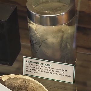 Wet-preserved heart of a kangaroo, 2025-04-12