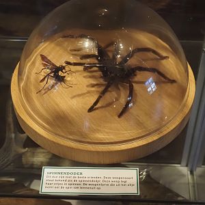 Tarantula hawk wask and tarantula specimens, 2025-04-12