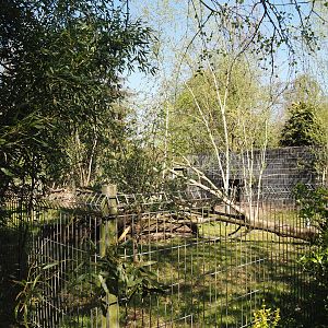 Kirk's dik-dik and Demoiselle crane exhibit, 2025-04-12