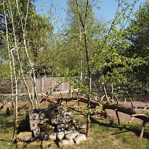 Kirk's dik-dik and Demoiselle crane exhibit, 2025-04-12