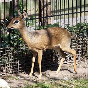 Kirk's dik-dik (Madoqua kirkii), 2025-04-12