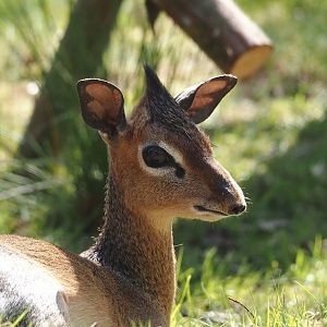 Kirk's dik-dik (Madoqua kirkii), 2025-04-12