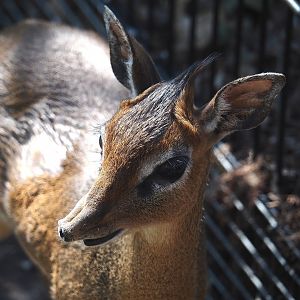 Kirk's dik-dik (Madoqua kirkii), 2025-04-12