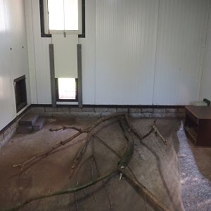 Kirk's dik-dik indoor exhibit, 2025-04-12