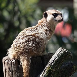 Meerkat (Suricata suricatta), 2025-04-12