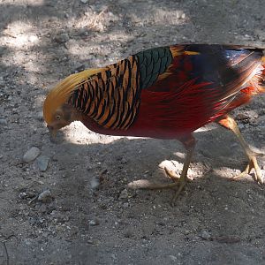 Golden pheasant (Chrysolophus pictus), 2025-04-12