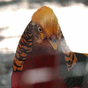 Golden pheasant (Chrysolophus pictus), 2025-04-12