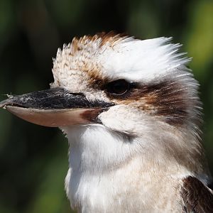 Laughing kookaburra (Dacelo novaeguineae), 2025-04-12