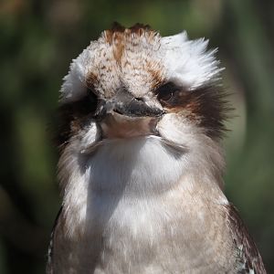 Laughing kookaburra (Dacelo novaeguineae), 2025-04-12