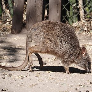 Parma wallaby (Notamacropus parma), 2025-04-12