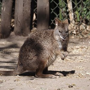 Parma wallaby (Notamacropus parma), 2025-04-12