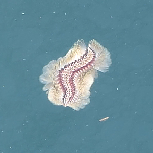 Golden Bristleworm (Chloeia flavus)