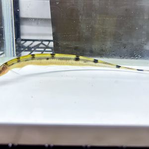 Morse Knifefish (Gymnorhamphichthys rondoni)