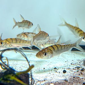 Tiger Sapuara (Curimata vittata)