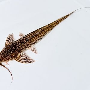 Rhadinoloricaria cf. andaki