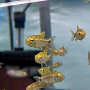 Sailfin Tetra (Crenuchus spilurus)
