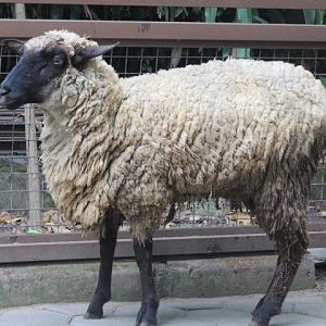 Suffolk sheep (Ovis aries)