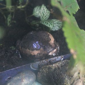 Asian painted frog (Kaloula pulchra)