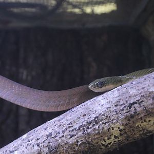 Black-headed cat snake (Boiga nigriceps nigriceps)