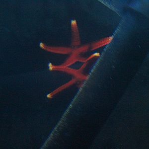 Armored sea star (Fromia hemiopla) - Suraloka Interactive Zoo