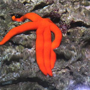 Luzon sea star (Echinaster luzonicus) - Suraloka Interactive Zoo