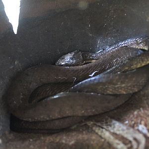 Brown tree snake (Boiga irregularis) - Taman Konservasi Sato Loka